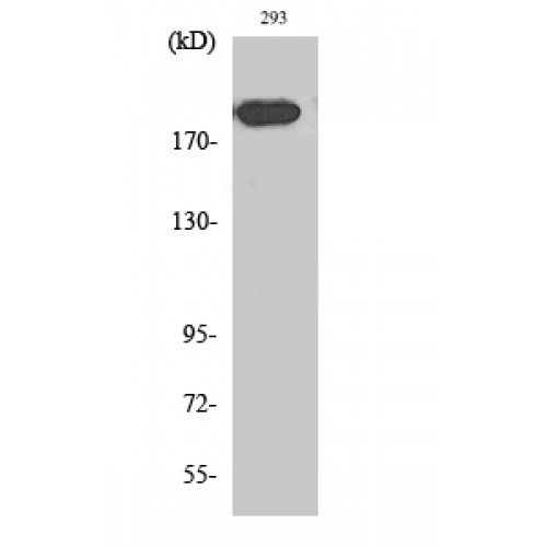 MRC2 / Endo180 Antibody - Western blot of Endo180 antibody