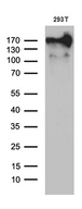 MRC2 / Endo180 Antibody - Western blot analysis of extracts. (35ug) from 293T cell line by using anti-MRC2 monoclonal antibody. (1:500)