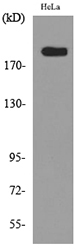 MRC2 / Endo180 Antibody - Western blot analysis of lysate from HeLa cells, using MRC2 Antibody.