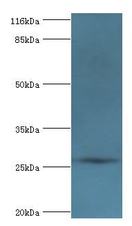 MRDS1 / OFCC1 Antibody - Western blot. All lanes: Orofacial cleft 1 candidate gene 1 antibody at 2 ug/ml+mouse gonad tissue. Secondary antibody: Goat polyclonal to rabbit at 1:10000 dilution. Predicted band size: 27 kDa. Observed band size: 27 kDa.  This image was taken for the unconjugated form of this product. Other forms have not been tested.