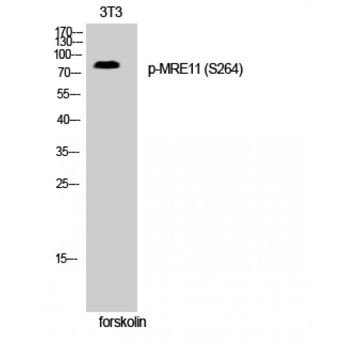 MRE11A / MRE11 Antibody - Western blot of Phospho-MRE11 (S264) antibody