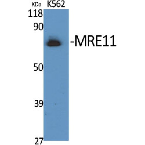 MRE11A / MRE11 Antibody - Western blot of MRE11 antibody