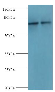 MRE11A / MRE11 Antibody - Western blot. All lanes: Double-strand break repair protein MRE11A antibody at 8 ug/ml. Lane 1: 293T whole cell lysate. Lane 2: K562 whole cell lysate. Secondary antibody: Goat polyclonal to rabbit at 1:10000 dilution. Predicted band size: 81 kDa. Observed band size: 81 kDa.
