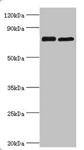 MRE11A / MRE11 Antibody - Western blot All lanes: Double-strand break repair protein MRE11A antibody at 8µg/ml Lane 1: 293T whole cell lysate Lane 2: K562 whole cell lysate Secondary Goat polyclonal to rabbit IgG at 1/10000 dilution Predicted band size: 81, 78, 82 kDa Observed band size: 81 kDa