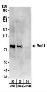 MRE11A / MRE11 Antibody - Detection of Human Mre11 by Western Blot. Samples: Whole cell lysate (50 ug) from 293T, HeLa, and Jurkat cells. Antibodies: Affinity purified rabbit anti-Mre11 antibody used for WB at 0.1 ug/ml. Detection: Chemiluminescence with an exposure time of 3 minutes.