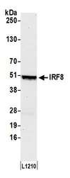 MRE11A / MRE11 Antibody - Detection of mouse IRF8 by western blot. Samples: Whole cell lysate (50 µg) from L1210cells prepared using NETN lysis buffer. Antibody: Affinity purified rabbit anti-IRF8 antibody used for WB at 0.1 µg/ml. Detection: Chemiluminescence with an exposure time of 30 seconds.