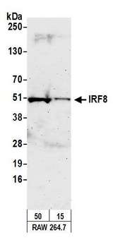 MRE11A / MRE11 Antibody - Detection of mouse IRF8 by western blot. Samples: Whole cell lysate (15 and 50 µg) from RAW 274.7 cells prepared using NETN lysis buffer. Antibody: Affinity purified rabbit anti-IRF8 antibody used for WB at 0.1 µg/ml. Detection: Chemiluminescence with an exposure time of 3 minutes.