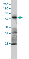 MRE11A / MRE11 Antibody - MRE11A monoclonal antibody (M01), clone 1D8-A6 Western Blot analysis of MRE11A expression in HL-60.