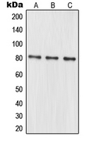 MRE11A / MRE11 Antibody - Western blot analysis of MRE11 expression in K562 (A); HeLa (B); Jurkat (C) whole cell lysates.
