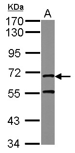 MRE11A / MRE11 Antibody - Sample (10 ug of whole cell lysate) A: Yeast lysate 7.5% SDS PAGE MRE11A / MRE11 antibody diluted at 1:1000