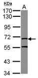 MRE11A / MRE11 Antibody - Sample (10 ug of whole cell lysate) A: Yeast lysate 7.5% SDS PAGE MRE11A / MRE11 antibody diluted at 1:1000