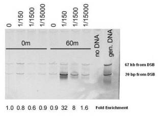 MRE11A / MRE11 Antibody - Anti-Mre11 (S. cerevisiae) Antibody - Chromatin Immunoprecipitation (ChIP). Chromatin Immunoprecipitation (ChIP) using Affinity Purified Mre11 (S. cerevisiae) antibody. A yeast strain containing the HO endonuclease gene controlled by a galactose-inducible promoter (uninduced 0 m lanes) was shifted into galactose containing medium (induced 60 m lanes). After 1 hour of induction cells were cross-linked with formaldehyde followed by preparation of sheared chromatin. Chromatin was immunoprecipitated with the antibody at the stated dilutions. immune complexes were captured using polyacrylamide bead linked secondary antibodies. The resultant immunoprecipitate was probed by multiplex PCR, using primers 20 bp from the MAT locus double strand break (lower arrow) and 67 kb from the break (upper band, control locus). PCR products were displayed on a polyacrylamide gel, stained with SyBR Green (Invitrogen), and detected using a Fuji scanning fluorimeter. Personal Communication. Michael Lichten, NIH, CCR, Bethesda, MD.