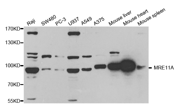 MRE11A / MRE11 Antibody - Western blot analysis of extracts of various cell lines.