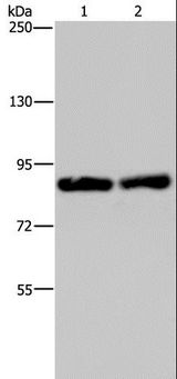 MRE11A / MRE11 Antibody - Western blot analysis of Raji and K562 cell, using MRE11A Polyclonal Antibody at dilution of 1:500.