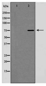 MRE11A / MRE11 Antibody - Western blot of MRE11A expression in LOVO cells