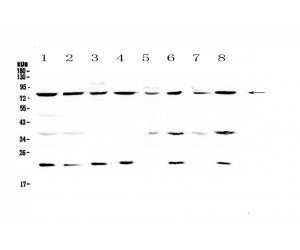 MRE11A / MRE11 Antibody - Western blot analysis of MRE11 using anti-MRE11 antibody