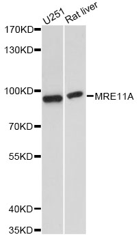 MRE11A / MRE11 Antibody - Western blot analysis of extracts of various cell lines, using MRE11A antibody at 1:1000 dilution. The secondary antibody used was an HRP Goat Anti-Rabbit IgG (H+L) at 1:10000 dilution. Lysates were loaded 25ug per lane and 3% nonfat dry milk in TBST was used for blocking. An ECL Kit was used for detection and the exposure time was 10s.