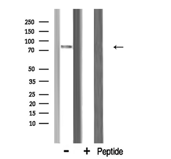 MRE11A / MRE11 Antibody - Western blot analysis of MRE11A expression in rat heart lysate