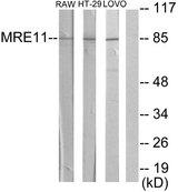 MRE11A / MRE11 Antibody - Western blot analysis of extracts from RAW264.7 cells, HT-29 cells and LOVO cells, using MRE11A antibody.