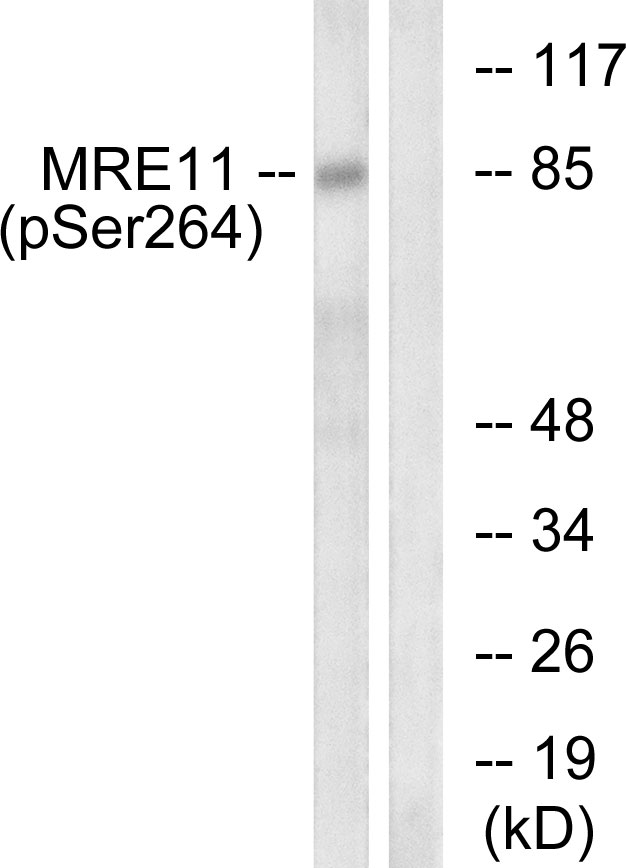 MRE11A / MRE11 Antibody - Western blot analysis of lysates from NIH/3T3 cells treated with forskolin 40nM 30', using MRE11 (Phospho-Ser264) Antibody. The lane on the right is blocked with the phospho peptide.