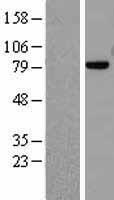 MRE11A / MRE11 Protein - Western validation with an anti-DDK antibody * L: Control HEK293 lysate R: Over-expression lysate