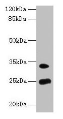 MREG Antibody - Western blot All lanes: MREG antibody at 8µg/ml + Mouse stomach tissue Secondary Goat polyclonal to rabbit IgG at 1/10000 dilution Predicted band size: 25, 27 kDa Observed band size: 25, 33 kDa