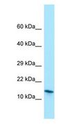 MRFAP1 / PGR1 Antibody - MRFAP1 / PGR1 antibody Western Blot of Jurkat cell lysate.  This image was taken for the unconjugated form of this product. Other forms have not been tested.