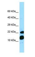 MRFAP1 / PGR1 Antibody - MRFAP1 / PGR1 antibody Western Blot of Fetal Heart.  This image was taken for the unconjugated form of this product. Other forms have not been tested.