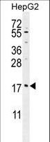 MRFAP1L1 Antibody - MRFAP1L1 Antibody western blot of HepG2 cell line lysates (35 ug/lane). The MRFAP1L1 antibody detected the MRFAP1L1 protein (arrow).