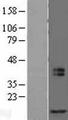 MRFAP1L1 Protein - Western validation with an anti-DDK antibody * L: Control HEK293 lysate R: Over-expression lysate