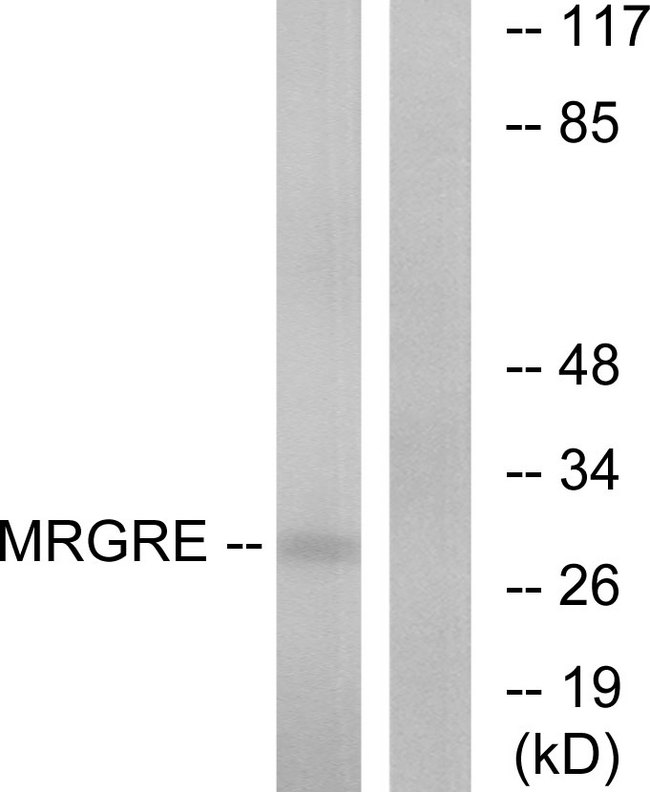 MRGPRE / MRGE Antibody - Western blot analysis of lysates from HeLa cells, using MRGRE Antibody. The lane on the right is blocked with the synthesized peptide.