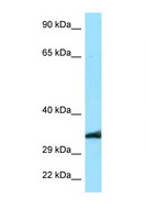 MRGPRE / MRGE Antibody - MRGPRE antibody Western blot of A549 Cell lysate. Antibody concentration 1 ug/ml.  This image was taken for the unconjugated form of this product. Other forms have not been tested.