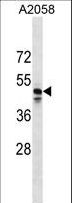 MRGPRF Antibody - MRGPRF Antibody western blot of A2058 cell line lysates (35 ug/lane). The MRGPRF Antibody detected the MRGPRF protein (arrow).