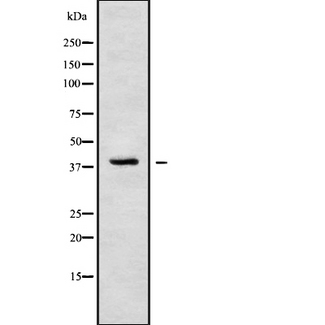 MRGPRF Antibody - Western blot analysis of MRGF using HuvEc whole cells lysates