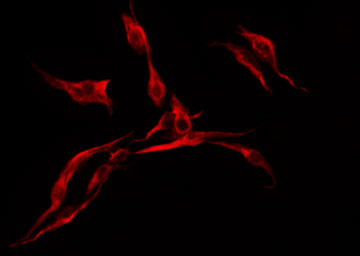 MRGPRF Antibody - Staining HuvEc cells by IF/ICC. The samples were fixed with PFA and permeabilized in 0.1% Triton X-100, then blocked in 10% serum for 45 min at 25°C. The primary antibody was diluted at 1:200 and incubated with the sample for 1 hour at 37°C. An Alexa Fluor 594 conjugated goat anti-rabbit IgG (H+L) Ab, diluted at 1/600, was used as the secondary antibody.