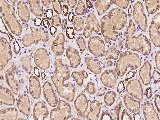 MRGPRF Antibody - Immunochemical staining of human MRGPRF in human kidney with rabbit polyclonal antibody at 1:100 dilution, formalin-fixed paraffin embedded sections.