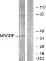 MRGPRF Antibody - Western blot analysis of extracts from HUVEC cells, using MRGRF antibody.