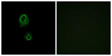 MRGPRG Antibody - Immunofluorescence analysis of A549 cells, using MRGRG Antibody. The picture on the right is blocked with the synthesized peptide.