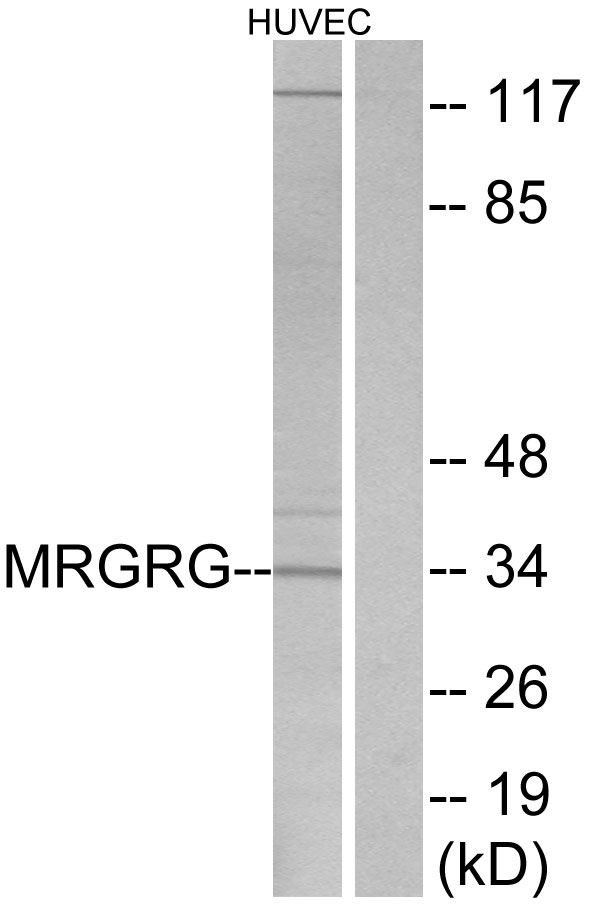 MRGPRG Antibody - Western blot analysis of lysates from HUVEC cells, using MRGRG Antibody. The lane on the right is blocked with the synthesized peptide.