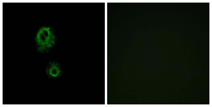 MRGPRG Antibody - Peptide - + Immunofluorescence analysis of A549 cells, using MRGRG antibody.