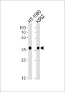 MRGPRX3 / MRGX3 Antibody - Western blot of lysates from HT-1080, K562 cell line (from left to right) with MRGPRX3 Antibody. Antibody was diluted at 1:1000 at each lane. A goat anti-rabbit IgG H&L (HRP) at 1:10000 dilution was used as the secondary antibody. Lysates at 35 ug per lane.