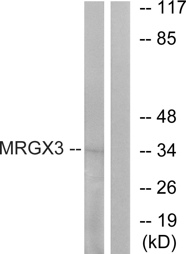 MRGPRX3 / MRGX3 Antibody - Western blot analysis of lysates from K562 cells, using MRGX3 Antibody. The lane on the right is blocked with the synthesized peptide.