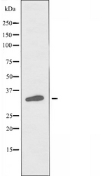 MRGPRX3 / MRGX3 Antibody - Western blot analysis of extracts of K562 cells using MRGX3 antibody.