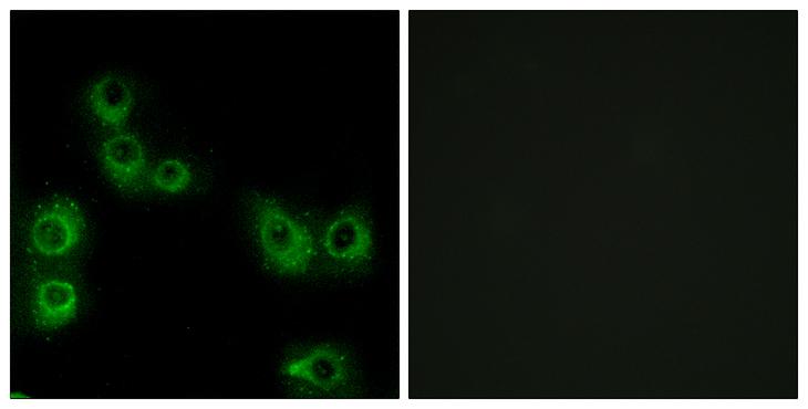 MRGPRX3 / MRGX3 Antibody - Peptide - + Immunofluorescence analysis of MCF-7 cells, using MRGX3 antibody.