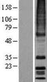 MRGPRX3 / MRGX3 Protein - Western validation with an anti-DDK antibody * L: Control HEK293 lysate R: Over-expression lysate