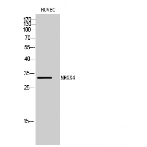 MRGPRX4 / MRGX4 Antibody - Western blot of MRGX4 antibody