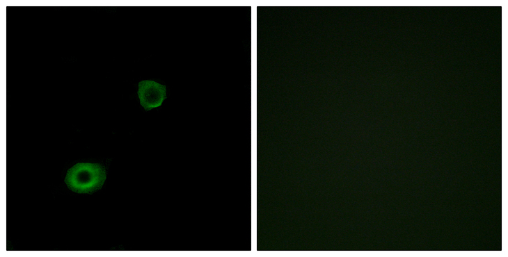MRGPRX4 / MRGX4 Antibody - Immunofluorescence analysis of A549 cells, using MRGX4 Antibody. The picture on the right is blocked with the synthesized peptide.