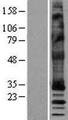MRGPRX4 / MRGX4 Protein - Western validation with an anti-DDK antibody * L: Control HEK293 lysate R: Over-expression lysate