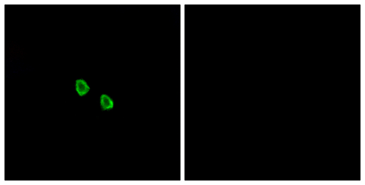 MRGX1 / MRGPRX1 Antibody - Immunofluorescence analysis of HepG2 cells, using MRGX1 Antibody. The picture on the right is blocked with the synthesized peptide.