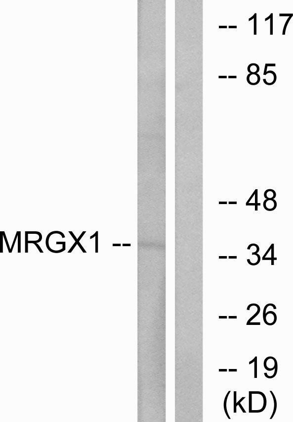 MRGX1 / MRGPRX1 Antibody - Western blot analysis of lysates from MCF-7 cells, using MRGX1 Antibody. The lane on the right is blocked with the synthesized peptide.